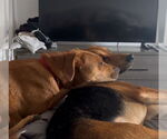 Small #7 Labrador Retriever Mix