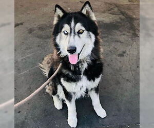 Oso - Male Siberian Husky Dog for Adoption - Photo #2