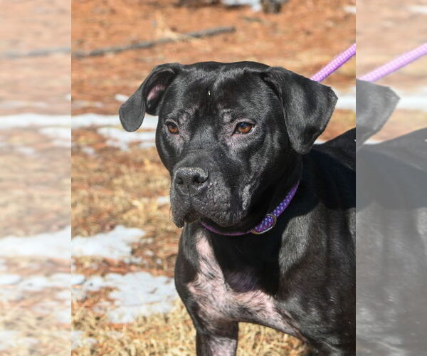 Medium Photo #4 Mutt Puppy For Sale in Glen Allen, VA, USA