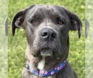 Mutt Dogs for adoption in Jefferson, WI, USA