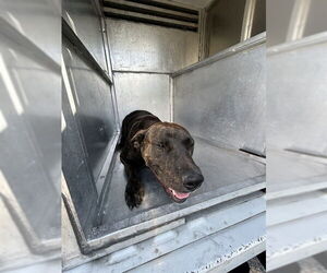 American Pit Bull Terrier-Unknown Mix Dogs for adoption in Waco, TX, USA