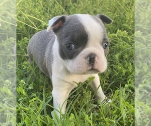 Boston Terrier Puppy for sale in CRKD RVR RNCH, OR, USA