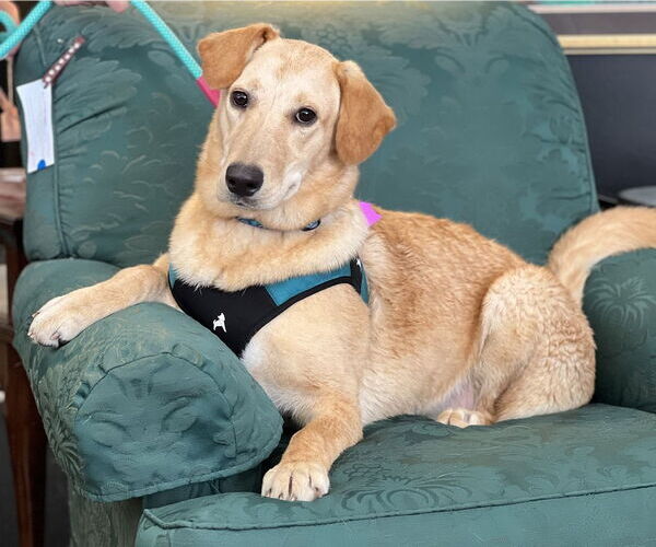 Medium Photo #3 Retriever -Unknown Mix Puppy For Sale in Mundelein, IL, USA