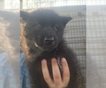 Small Photo #19 Wolf Hybrid Puppy For Sale in DALTON, OH, USA