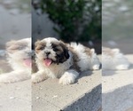 Small #3 Shih Tzu
