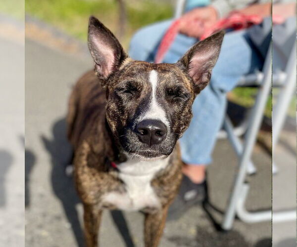 Medium Photo #3 Mutt Puppy For Sale in Canton, CT, USA