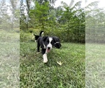 Small Photo #9 Border Collie Puppy For Sale in BERRIEN SPRINGS, MI, USA