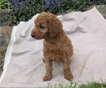 Small Photo #85 Irish Doodle Puppy For Sale in GOSHEN, IN, USA