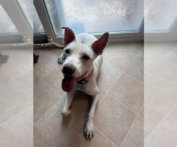 Medium Photo #18 American Pit Bull Terrier-American Staffordshire Terrier Mix Puppy For Sale in Aurora, CO, USA