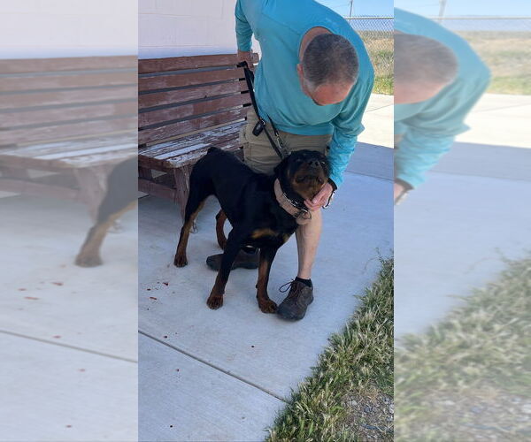 Medium Photo #3 Rottweiler Puppy For Sale in Gilbert, AZ, USA