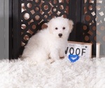 Small #1 Maltipoo (Miniature)