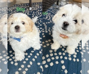 Peke-A-Tese Puppy for sale in HESPERIA, CA, USA