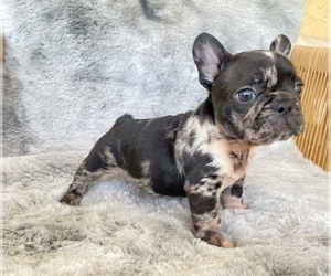 French Bulldog Puppy for sale in MORENO VALLEY, CA, USA