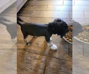 Chinese Crested Puppy for sale in MURFREESBORO, TN, USA