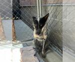 Small Texas Heeler