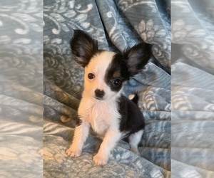 Chihuahua Puppy for sale in EAU CLAIRE, WI, USA