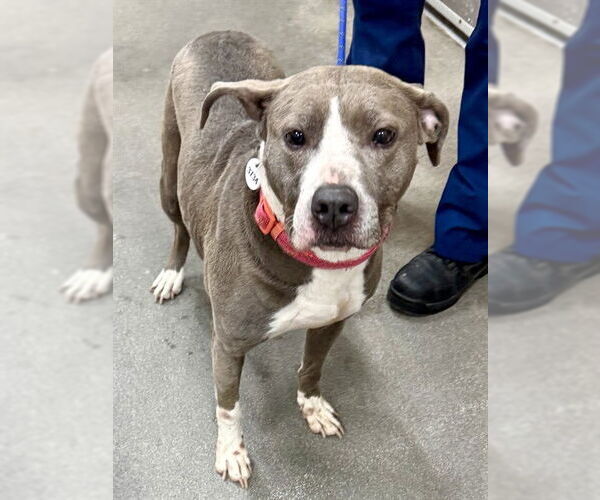 Medium Photo #1 Mutt Puppy For Sale in Forestville, MD, USA