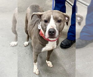 Mutt Dogs for adoption in Forestville, MD, USA