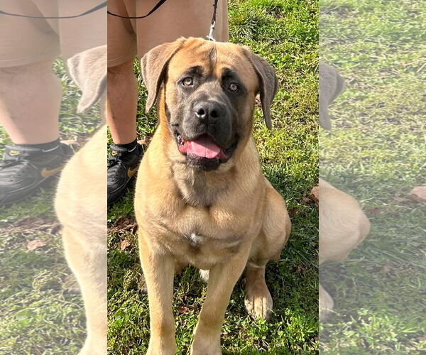 Medium Photo #1 Mastiff Puppy For Sale in Goodyear, AZ, USA