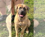 Small Mastiff