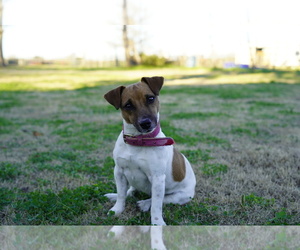 Mother of the Jack Russell Terrier puppies born on 06/05/2025