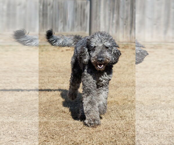 Medium Photo #16 Aussiedoodle Puppy For Sale in McKinney, TX, USA