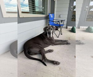 Great Dane Dogs for adoption in Bullard, TX, USA