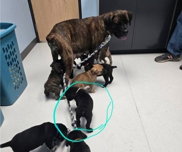Medium Photo #3 Cane Corso Puppy For Sale in INDIANAPOLIS, IN, USA