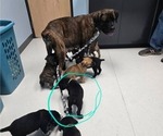 Small #2 Cane Corso
