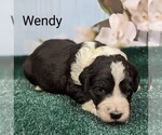 Small Photo #4 Sheepadoodle Puppy For Sale in SEAMAN, OH, USA