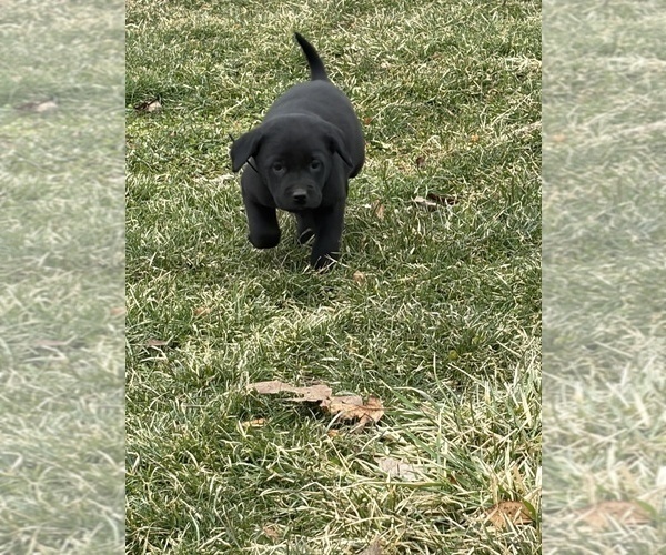 Medium Photo #6 Labrador Retriever Puppy For Sale in WAKARUSA, IN, USA
