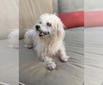 Small #5 Maltese Mix
