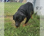Small #6 Rottweiler Mix