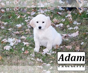 English Cream Golden Retriever Dog for Adoption in OWENTON, Kentucky USA