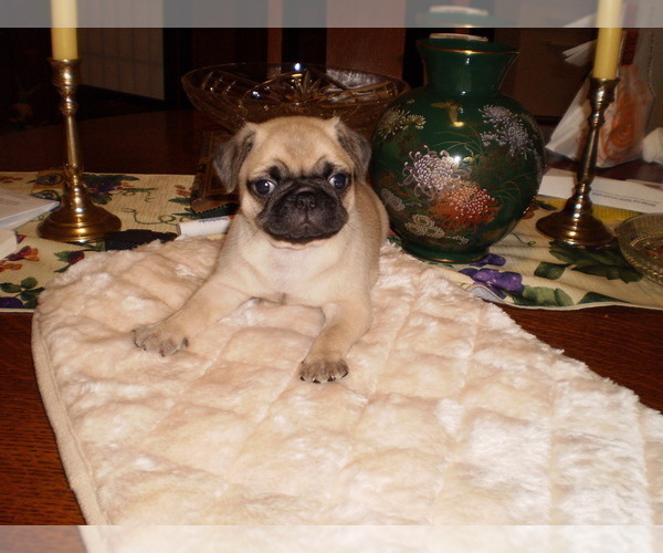 Medium Photo #2 Pug Puppy For Sale in NEW CASTLE, IN, USA
