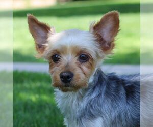 Mother of the Yorkshire Terrier puppies born on 03/19/2025