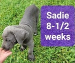 Small Photo #6 Cane Corso Puppy For Sale in MONTPELIER, VA, USA