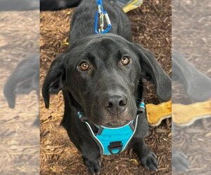 Mutt Dogs for adoption in Fairfax, VA, USA