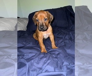 Rhodesian Ridgeback Puppy for Sale in MURFREESBORO, Tennessee USA