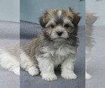Image preview for Ad Listing. Nickname: AKC CH Ln Male4