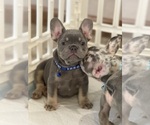 Puppy Puppy 4 French Bulldog