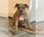 Small #15 American Staffordshire Terrier Mix