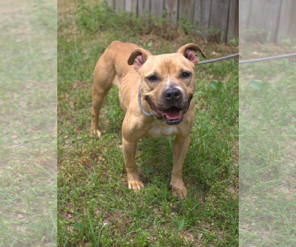 Medium Photo #1 American Staffordshire Terrier-Unknown Mix Puppy For Sale in Jackson, MS, USA