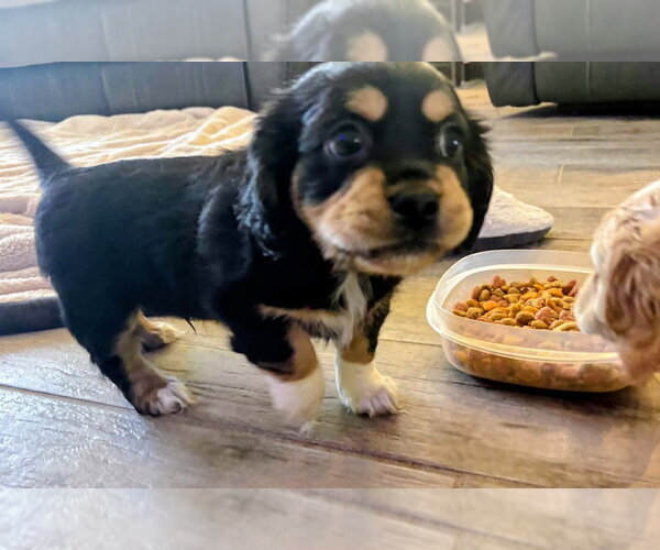 Medium Photo #1 Cockerhuahua Puppy For Sale in Aurora, IN, USA