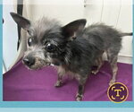 Small #11 Mutt