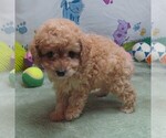 Small #6 Cavapoo