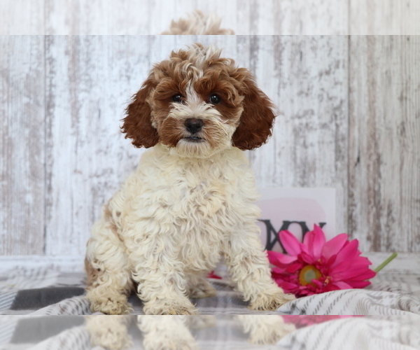 Full screen Photo #1 Cocker Spaniel-Poodle (Miniature) Mix Puppy For Sale in SHILOH, OH, USA