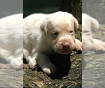 Puppy Champagne Boy Labrador Retriever