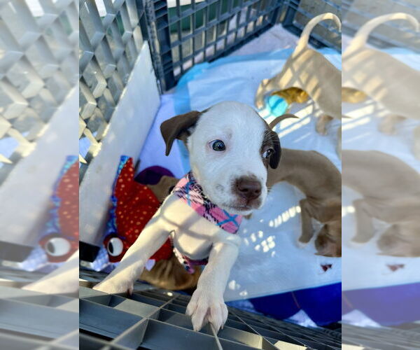 Medium Photo #11 Mutt Puppy For Sale in Mooresville, NC, USA