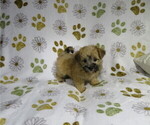 Small #4 Morkie